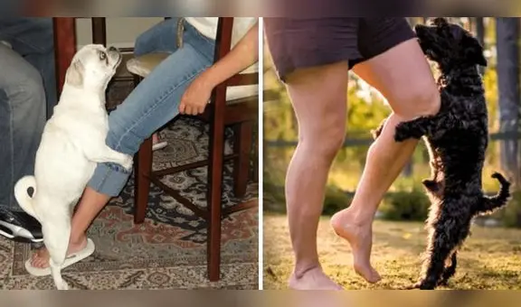 ¿Sabías que tu perro no siempre monta tu pierna por motivos sexuales? Conoce las razones