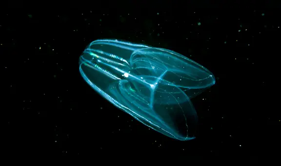 Encuentran al pariente vivo del primer animal que existió en la Tierra