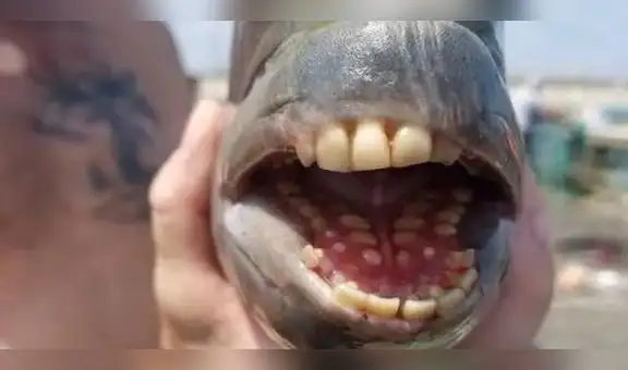 Descubre al pez con "dientes humanos" que causa revuelo en las redes