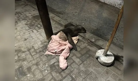 Barranco: reportan cría de lobo marino varado en un estacionamiento de la Costa Verde