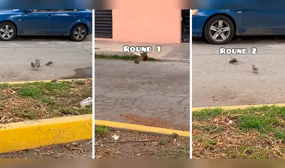 Rata y paloma se enfrentan en una 'batalla Pokémon' y asombran a miles: "Rattata vs. Pidgey"