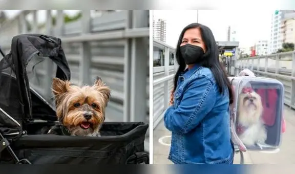 ATU: ¿cómo trasladar a mi mascota en el Metropolitano, corredores y tren eléctrico?