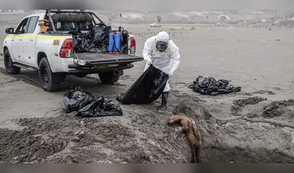 Lobos marinos y aves mueren en playas de Arequipa por gripe aviar