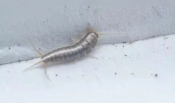 Pececillos de plata: por qué debes preocuparte si ves este insecto en casa