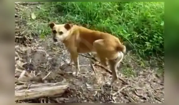 Héroe sin capa: perro murió tras salvar a su amo de una serpiente venenosa en Tarapoto