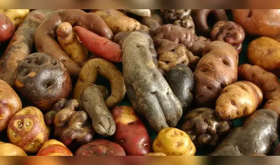 ¿Cuántos tipos de papa hay en el Perú y por qué es uno de los ingredientes más importantes?