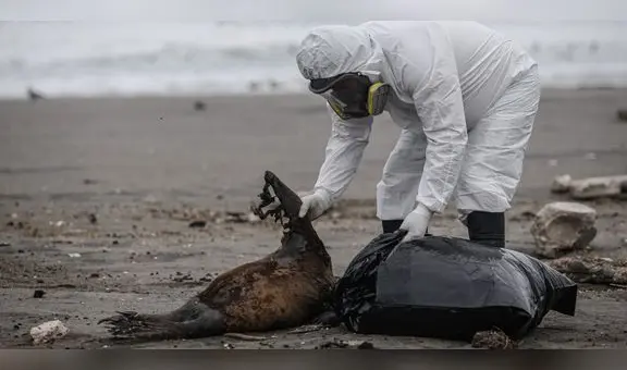 Tacna registra gran cantidad de especies muertas por gripe aviar