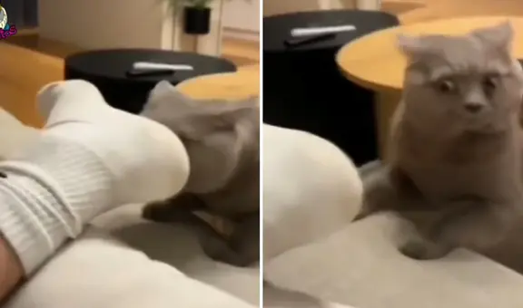 Gato huele los pies de su dueño y su reacción se hace viral: “Adicción a las patas”