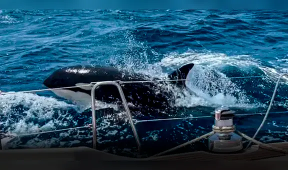 Esta es Gladys, la orca líder de una pandilla que ataca y hunde barcos en Gibraltar