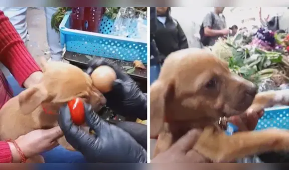 Pasan huevo a perrito para que se le quite el susto, pero termina más atemorizado: “Pobrecito”
