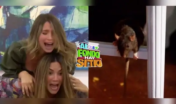 "Al fondo hay sitio": rata arruina galería de Macarena y el futuro de Alessia