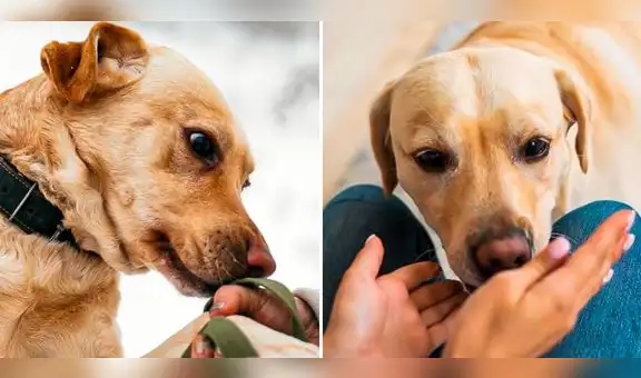 ¿Sabías que tu perro no siempre te huele por celos tras haber estado con otro can?