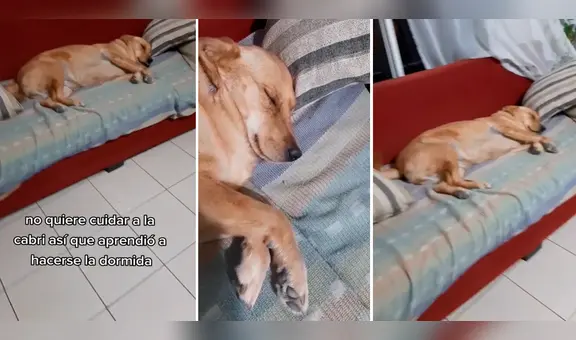 Perrita se hace la dormida para evitar trabajar como guardiana de casa: “Hasta mi hermano finge”