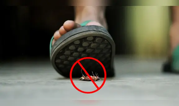 ¿Por qué nunca debes pisar a una cucaracha? Las razones te sorprenderán