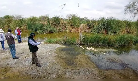 Contaminación afecta cultivos en el Bajo Piura