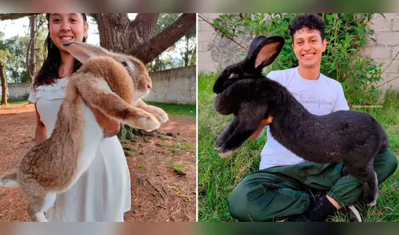 ¿Cuánto mide el Gigante de Flandes, el conejo más grande del mundo?