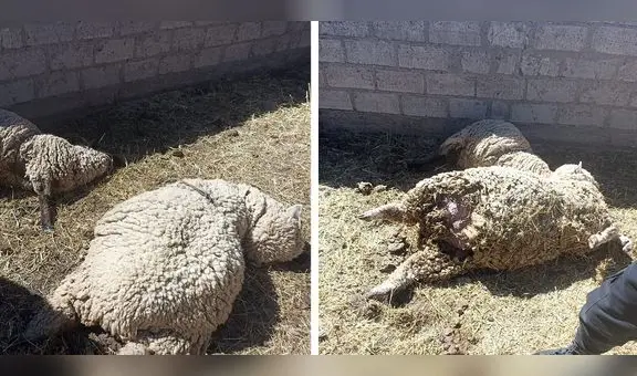 Madre denuncia el envenenamiento de sus ovejas en Puno