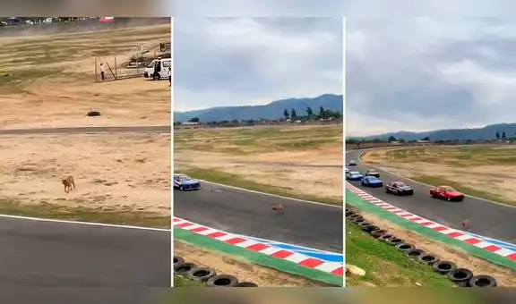Perrito cruza en medio de una carrera de autos y es viral: "Nervios de acero"