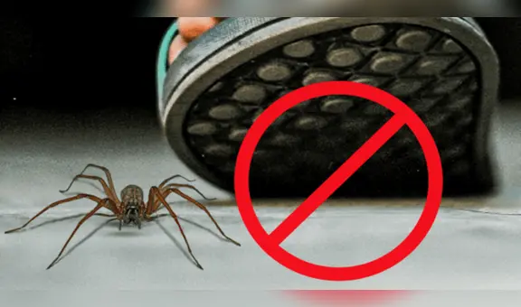 ¿Por qué razón no debes matar a las arañas que encuentras en tu casa?