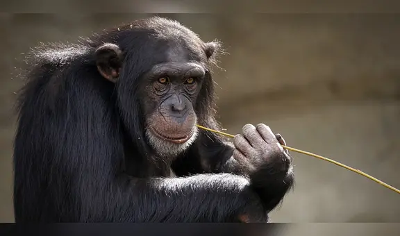 ¿Qué nos hace humanos? Estudio del ADN de 233 primates halla respuestas