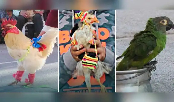 Aves se roban el show en peculiar concurso de mascotas en Ayacucho