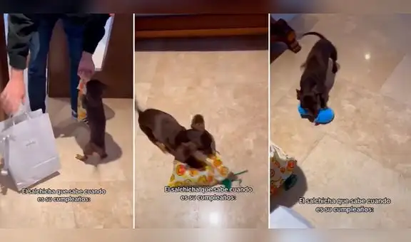 Perrito salchicha se emociona tras recibir su regalo de cumpleaños y enternece en redes: “Qué lindo”