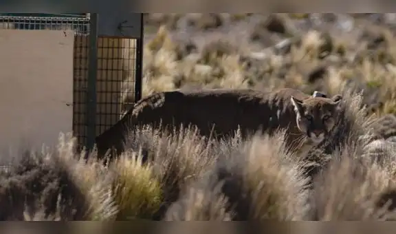 Tacna: puma andino hallado en almacén de aceitunas fue liberado en su hábitat natural