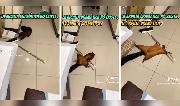 Ardilla es captada fingiendo su muerte luego de travesura en casa de su ama: "Estudió en Televisa"