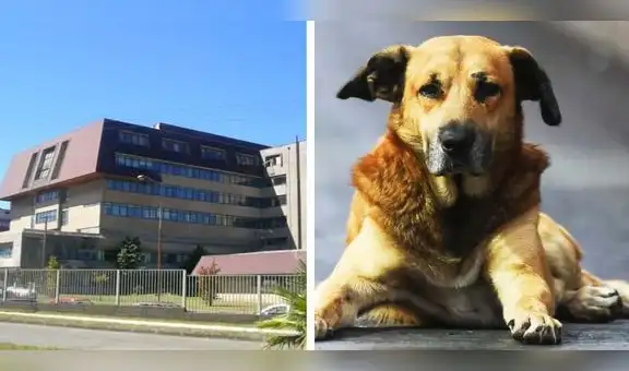 Polémica en Chile porque un perro recibió radioterapia en hospital público