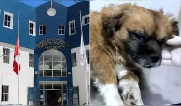 Condenan a 1 año y 8 meses a mujer que acuchilló y mató a un perro en Ayacucho