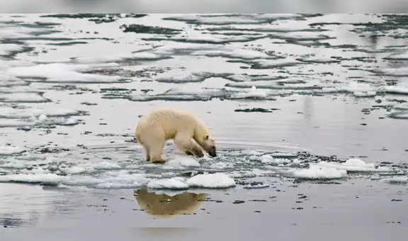 Alarmante: el Ártico no tendrá hielo a partir de 2030, según estudio