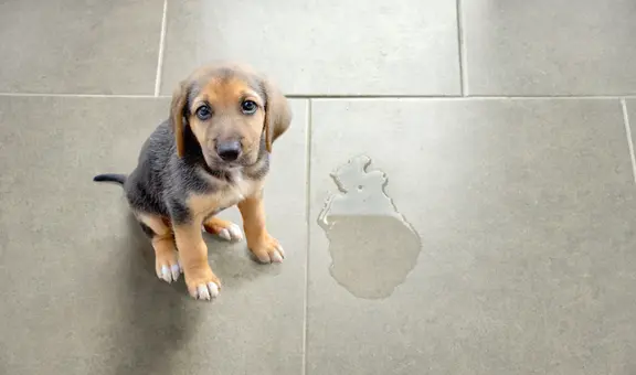 ¿Qué significa cuando un perro te orina en la pierna?: esta es la verdadera razón