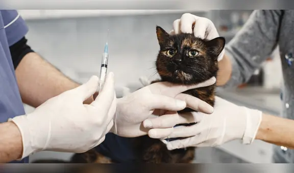 Nuevo método de esterilización de gatas: una inyección anticonceptiva que dura 2 años