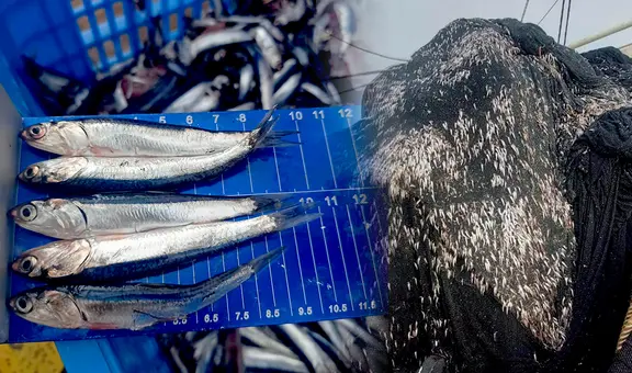 Produce suspende parcialmente la pesca exploratoria por alta incidencia de juveniles