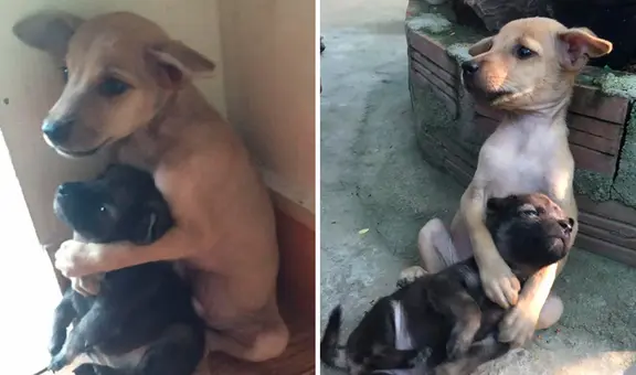 Dos cachorros asustados no dejan de abrazarse tras ser rescatados