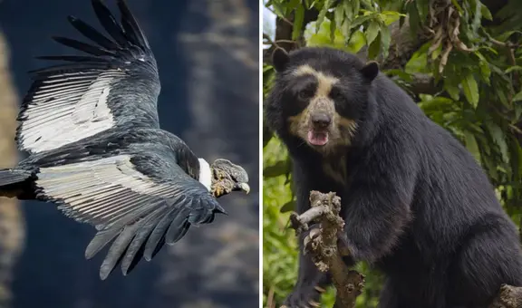 20 animales en peligro de extinción en Perú que buscan ser protegidos