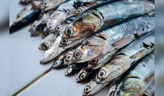 Produce: No habrá primera temporada de pesca para preservar la anchoveta