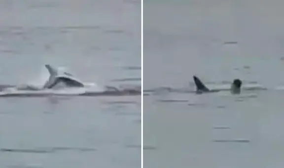 La trágica muerte de un turista ruso que fue devorado por un tiburón en una playa de Egipto