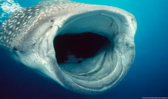 Captan por primera vez a un tiburón ballena comiendo en el fondo del mar