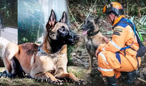 ¿Quién es Wilson, el perrito que salvó a los 4 niños perdidos y se encuentra desaparecido?