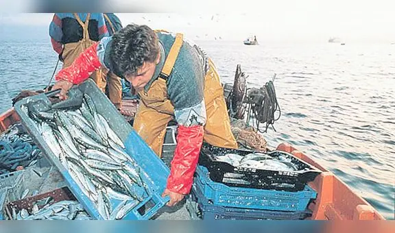 Pesca exploratoria se habría iniciado por presión de la industria harinera