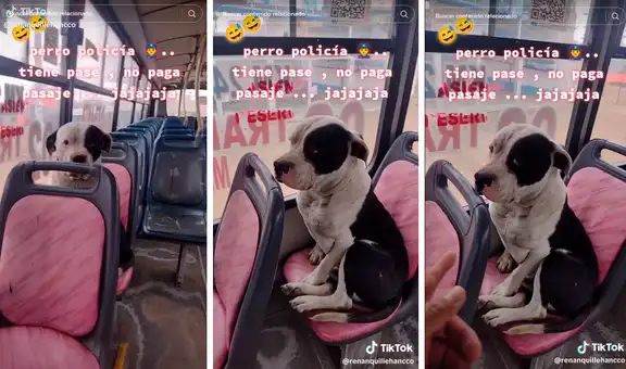 Perrito sube a bus y se hace el 'loco' cuando le quieren cobrar pasaje: "No se haga el dormido"
