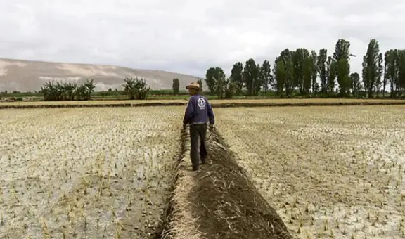 Producción de alimentos bajará un 30% por sequías en Arequipa, según agricultores