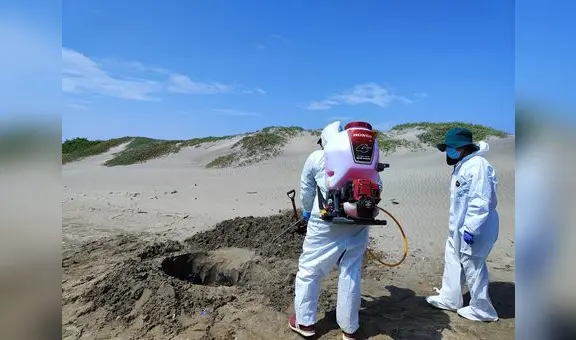 Serfor reporta la muerte de aves y lobos marinos en playas piuranas