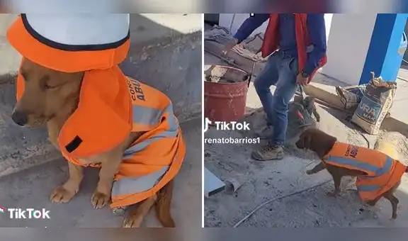 Perrito causa furor como supervisor de obra en Arequipa: “Rayos, llegó el jefe”