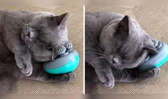 Gatito se masajea y enternece en redes: "El michi es tan adorable"