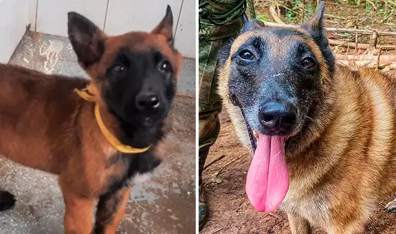 Así fue entrenado Wilson, el perrito rescatista perdido sin rastro en la selva de Colombia