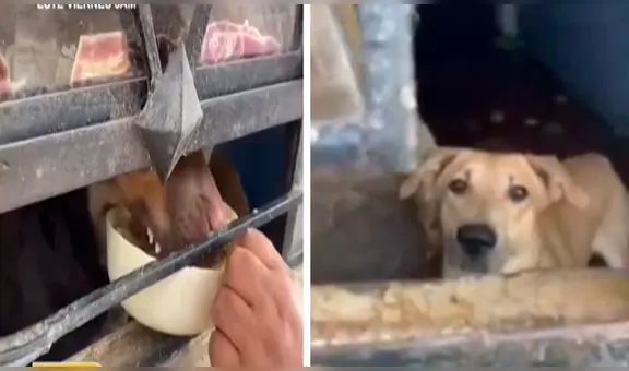 Comas: familia se muda de casa y abandona a perritos