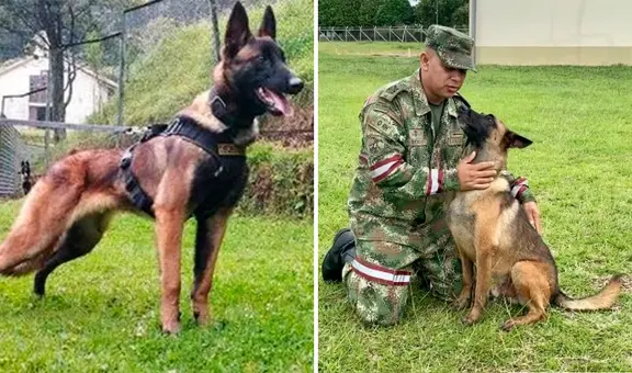 Caso Wilson: 70 uniformados y 2 perras en celo buscan al can perdido en la selva de Colombia