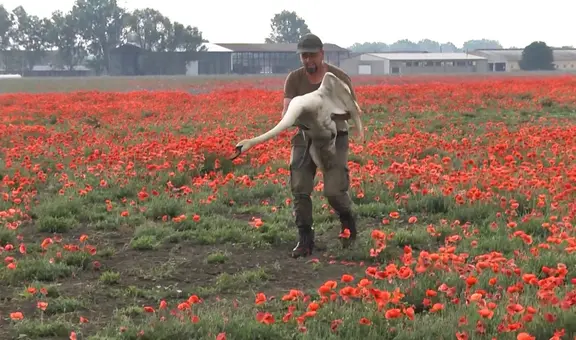 Cientos de cisnes se volvieron adictos a una planta y tuvieron que ser desintoxicados en Eslovaquia